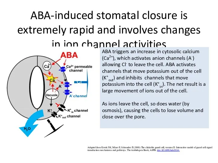 ABA-induced stomatal closure is extremely rapid and involves changes in