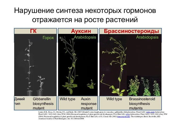 Нарушение синтеза некоторых гормонов отражается на росте растений Lester, D.R.,