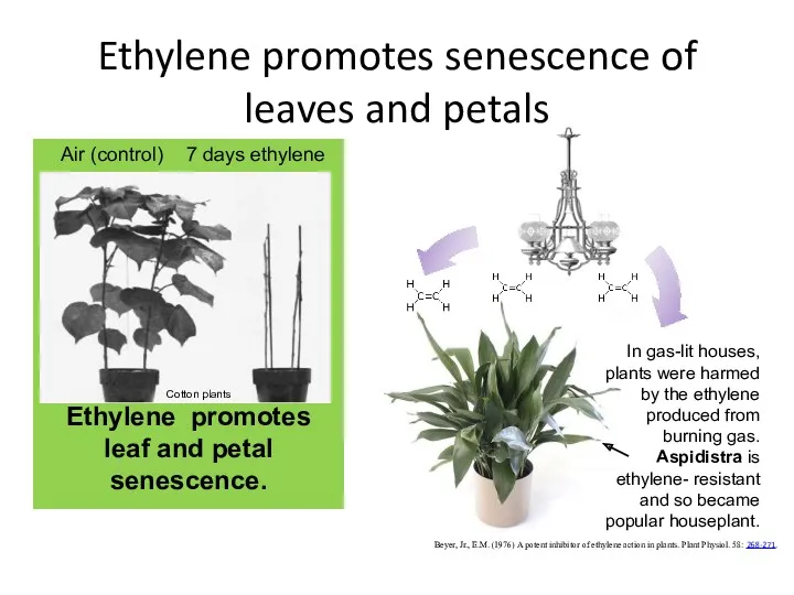 Beyer, Jr., E.M. (1976) A potent inhibitor of ethylene action