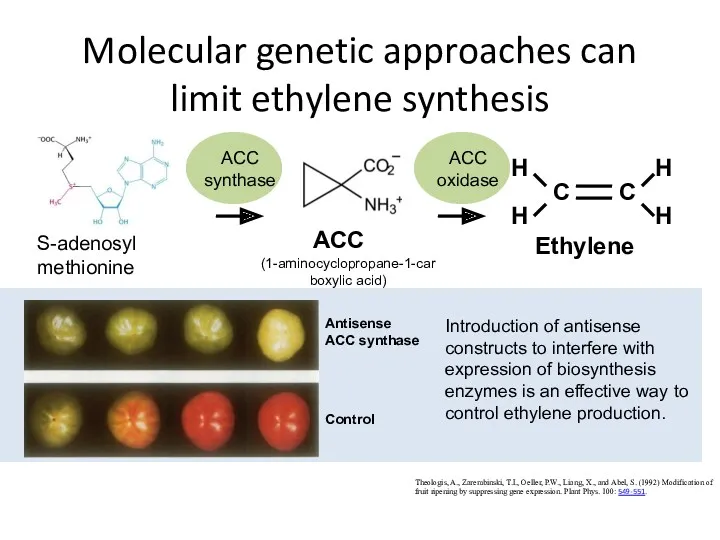 Molecular genetic approaches can limit ethylene synthesis Theologis, A., Zarembinski,