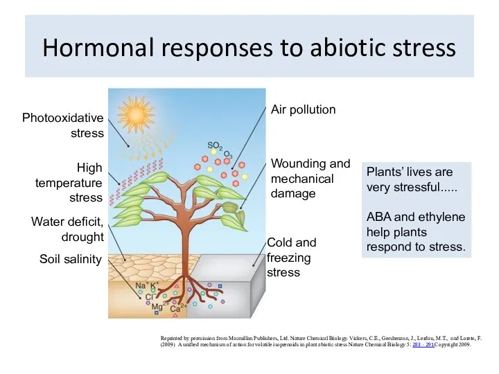 Hormonal responses to abiotic stress Reprinted by permission from Macmillan