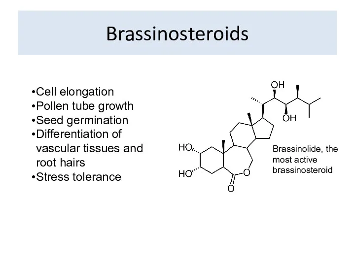 Brassinosteroids Brassinolide, the most active brassinosteroid Cell elongation Pollen tube