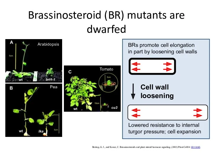 Brassinosteroid (BR) mutants are dwarfed Bishop, G. J., and Koncz,