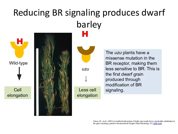 Reducing BR signaling produces dwarf barley Chono, M., et al.,