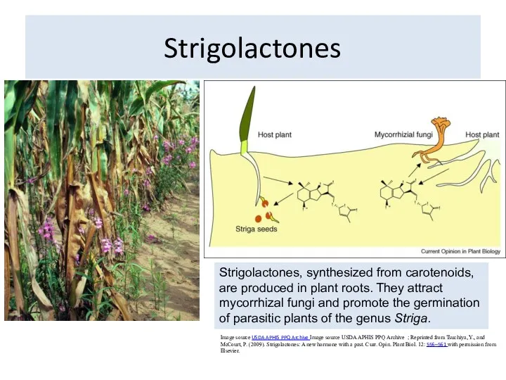 Strigolactones Image source USDA APHIS PPQ Archive Image source USDA