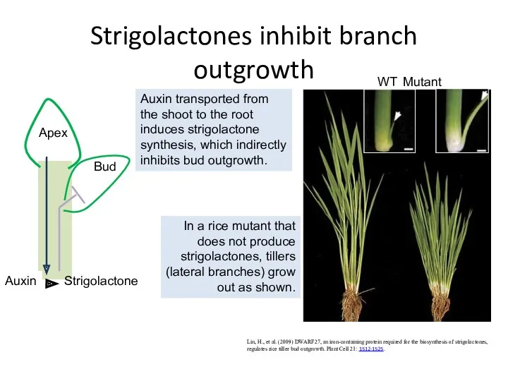 Strigolactones inhibit branch outgrowth Lin, H., et al. (2009) DWARF27,