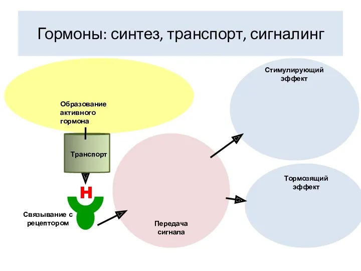 Гормоны: синтез, транспорт, сигналинг