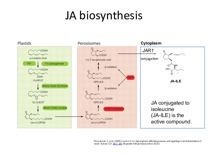 JA biosynthesis JA-ILE From Acosta, I., et al. (2009) tasselseed1