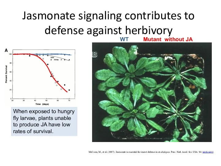 Jasmonate signaling contributes to defense against herbivory McConn, M., et