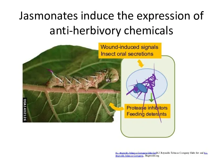 Jasmonates induce the expression of anti-herbivory chemicals R.J. Reynolds Tobacco