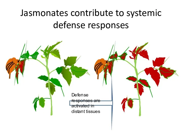 Jasmonates contribute to systemic defense responses