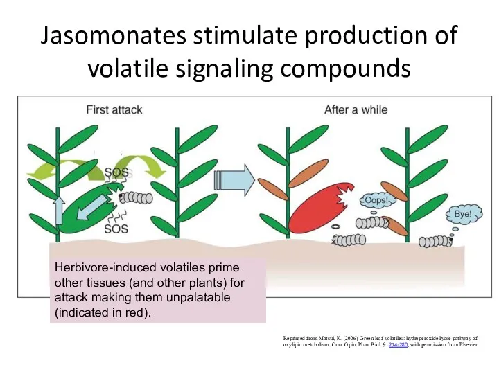 Jasomonates stimulate production of volatile signaling compounds Reprinted from Matsui,