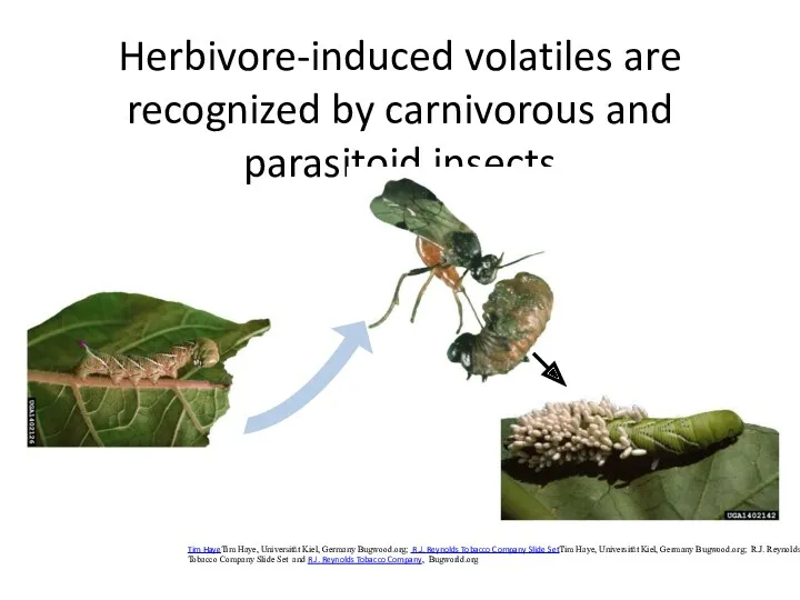 Herbivore-induced volatiles are recognized by carnivorous and parasitoid insects Tim