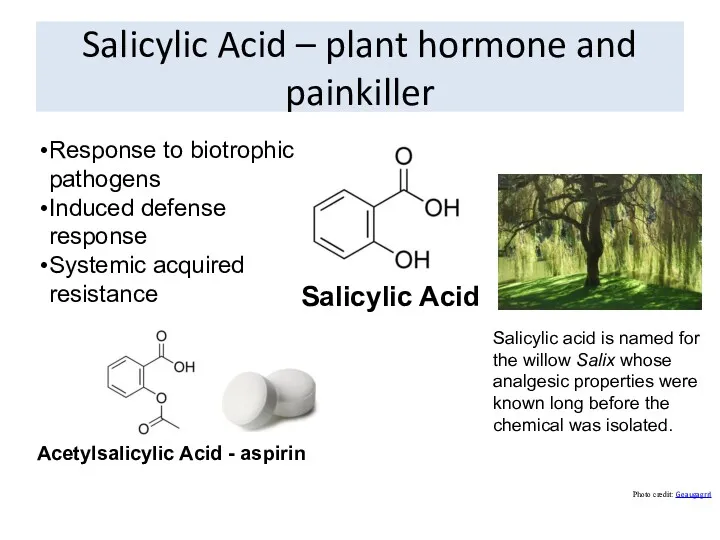 Salicylic Acid – plant hormone and painkiller Photo credit: Geaugagrrl