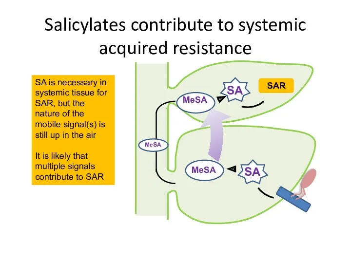 Salicylates contribute to systemic acquired resistance SA is necessary in