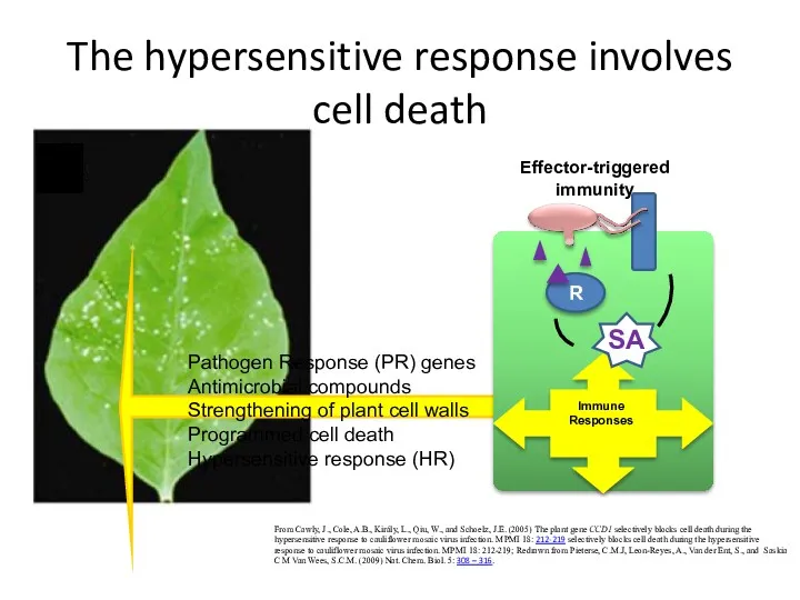 The hypersensitive response involves cell death From Cawly, J., Cole,