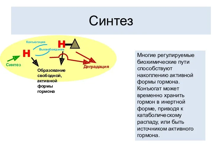 Синтез Многие регулируемые биохимические пути способствуют накоплению активной формы гормона.