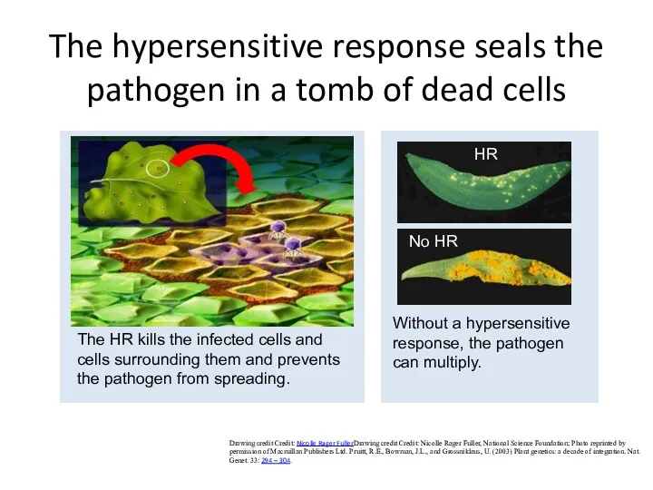 The hypersensitive response seals the pathogen in a tomb of