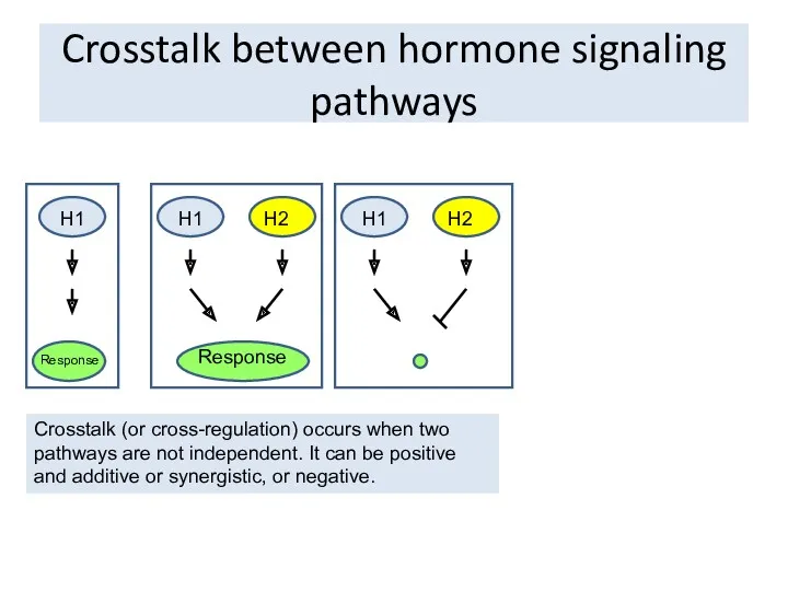 Crosstalk between hormone signaling pathways