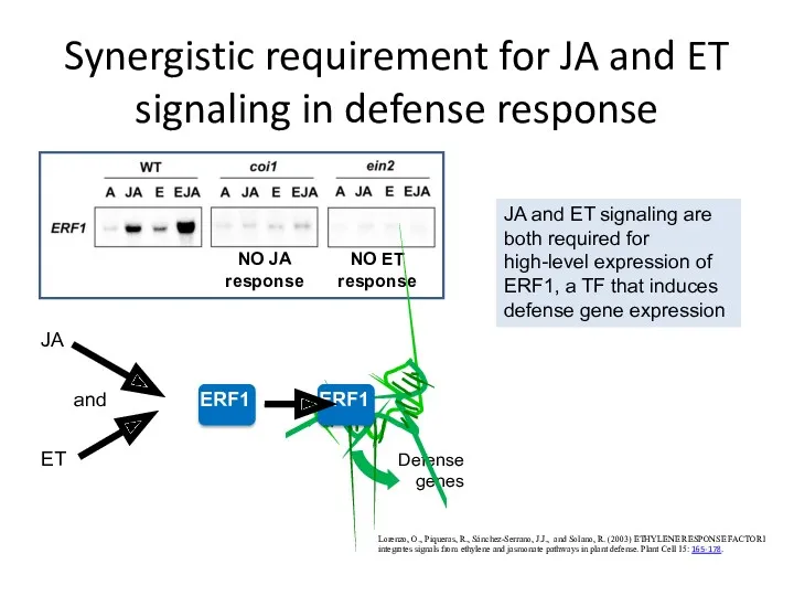 Synergistic requirement for JA and ET signaling in defense response