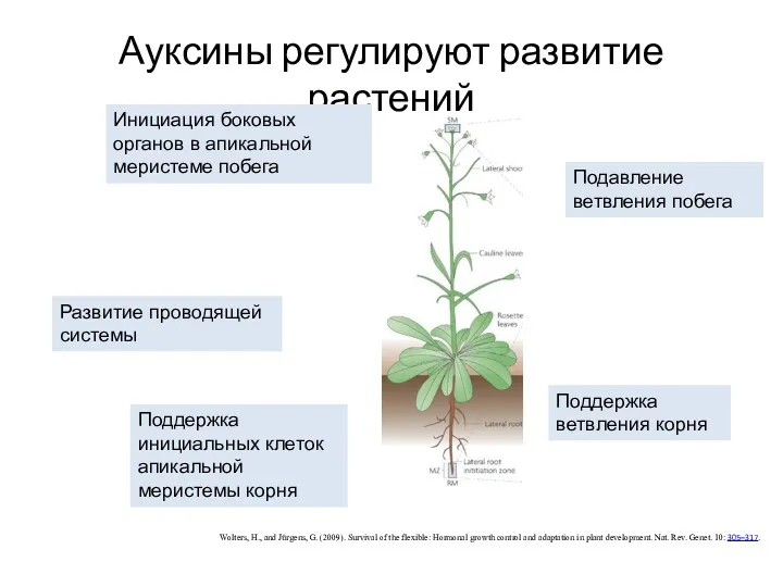 Ауксины регулируют развитие растений Wolters, H., and Jürgens, G. (2009).