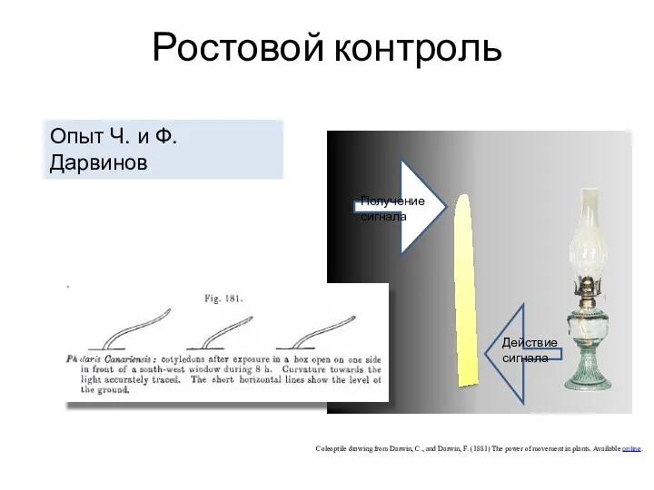 Ростовой контроль Опыт Ч. и Ф. Дарвинов Coleoptile drawing from