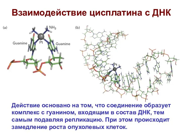 Взаимодействие цисплатина с ДНК Действие основано на том, что соединение
