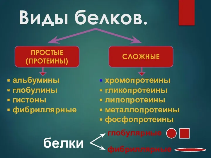 Виды белков. ПРОСТЫЕ (ПРОТЕИНЫ) СЛОЖНЫЕ альбумины глобулины гистоны фибриллярные хромопротеины