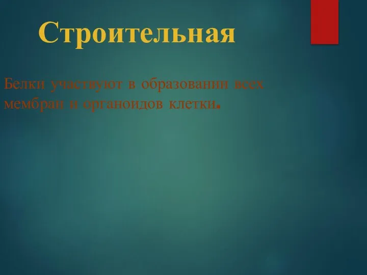 Строительная Белки участвуют в образовании всех мембран и органоидов клетки.