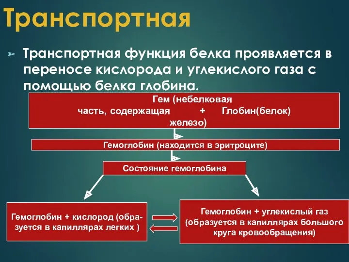 Транспортная Транспортная функция белка проявляется в переносe кислорода и углекислого