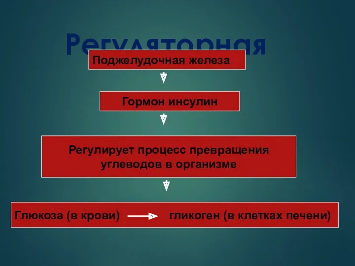 Регуляторная Поджелудочная железа Гормон инсулин Регулирует процесс превращения углеводов в организме Глюкоза (в