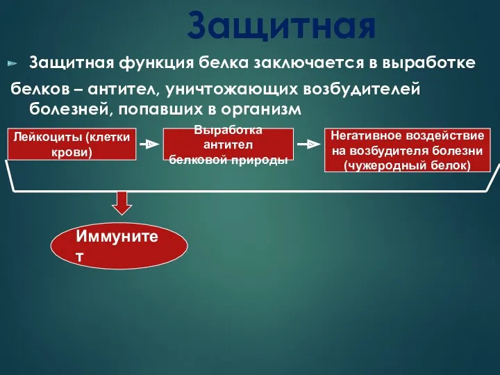 Защитная Защитная функция белка заключается в выработке белков – антител, уничтожающих возбудителей болезней,