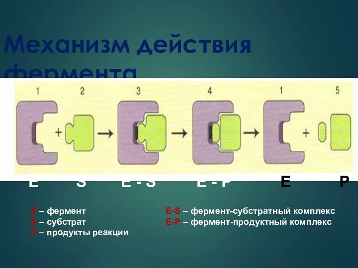 Механизм действия фермента Е S E - S E -