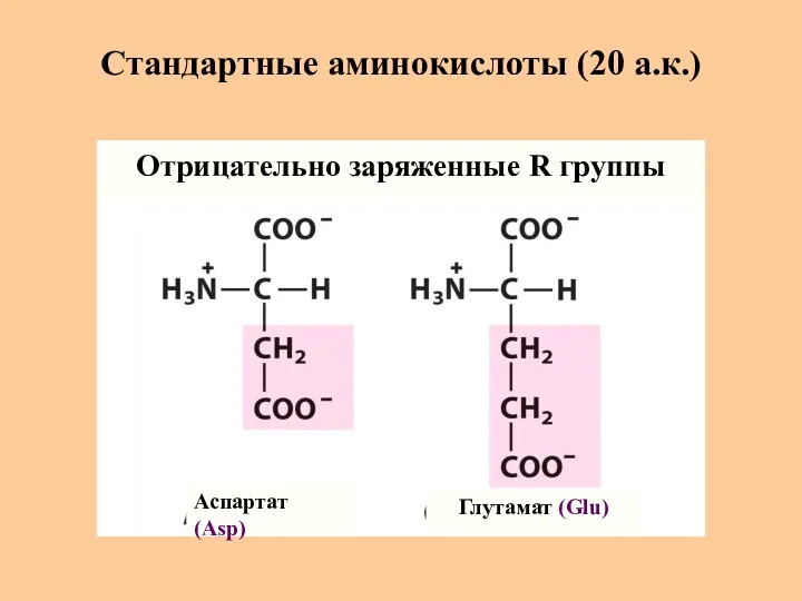 Стандартные аминокислоты (20 а.к.) Аспартат (Asp) Глутамат (Glu) Отрицательно заряженные R группы
