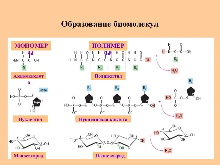 Образование биомолекул МОНОМЕРЫ ПОЛИМЕРЫ Аминокислота Полипептид Моносахарид Нуклеотид Полисахарид Нуклеиновая кислота