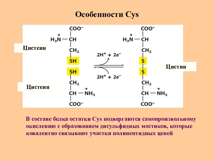 Особенности Cys Цистеин Цистеин Цистин В составе белка остатки Cys