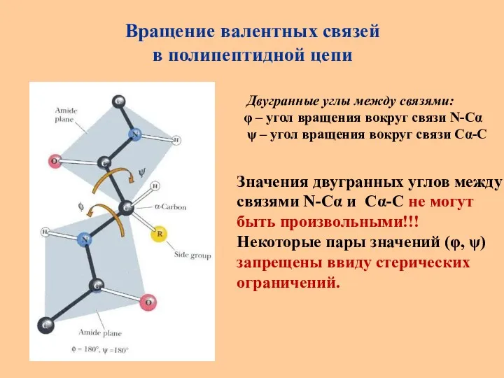 Вращение валентных связей в полипептидной цепи Двугранные углы между связями: