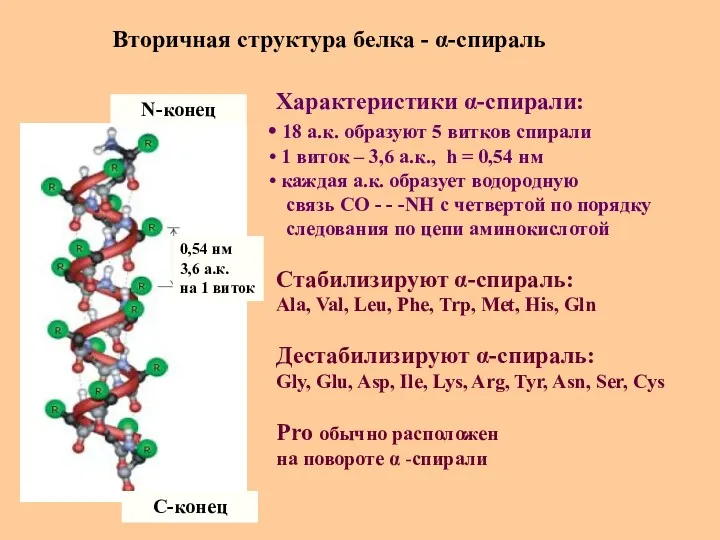 Вторичная структура белка - α-спираль N-конец C-конец 0,54 нм 3,6