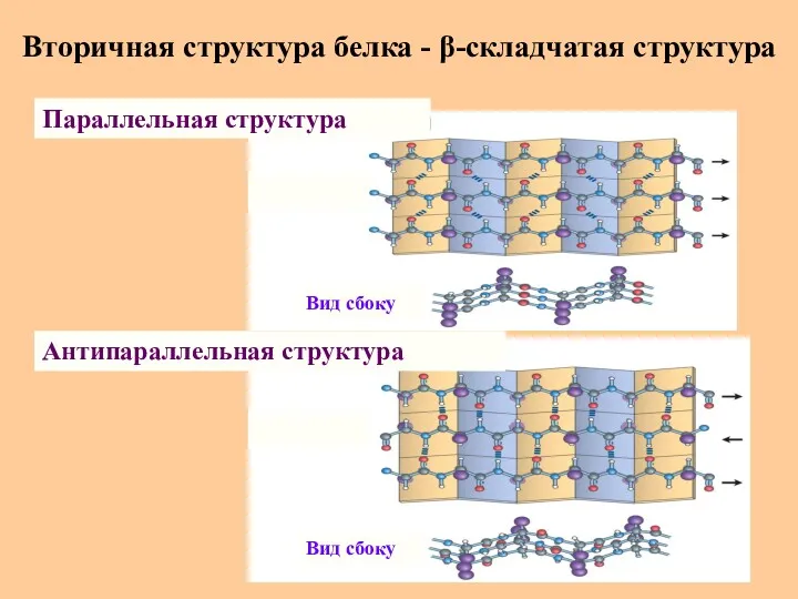 Вторичная структура белка - β-складчатая структура Параллельная структура Антипараллельная структура Вид сбоку Вид сбоку