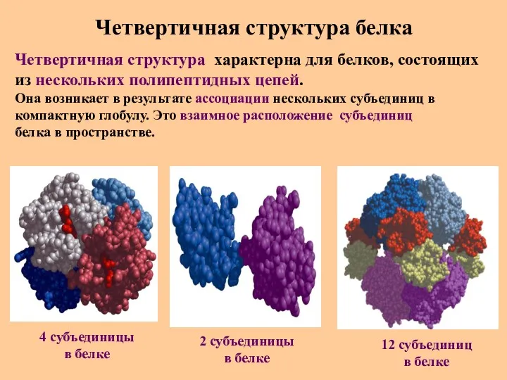 Четвертичная структура белка Четвертичная структура характерна для белков, состоящих из