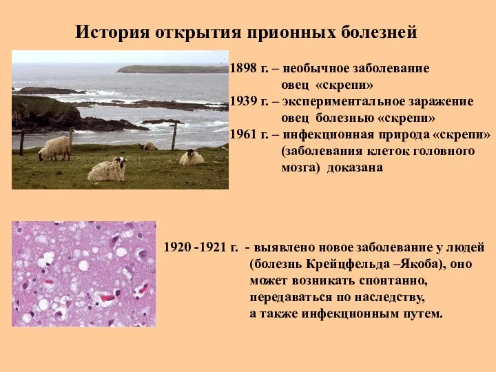 История открытия прионных болезней 1898 г. – необычное заболевание овец