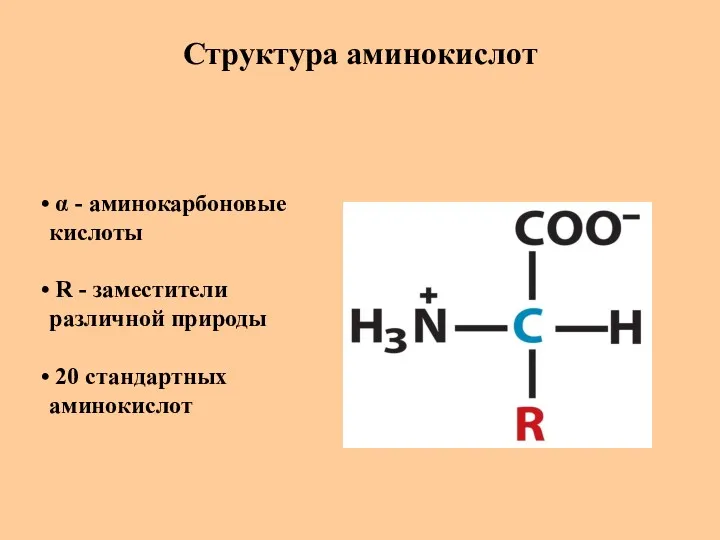 Структура аминокислот α - аминокарбоновые кислоты R - заместители различной природы 20 стандартных аминокислот