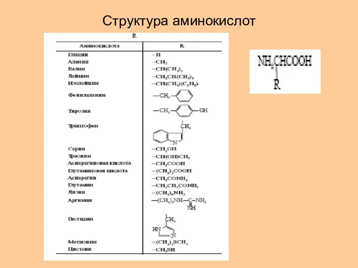 Структура аминокислот