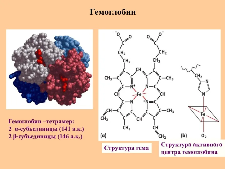 Гемоглобин Структура гема Структура активного центра гемоглобина Гемоглобин –тетрамер: 2