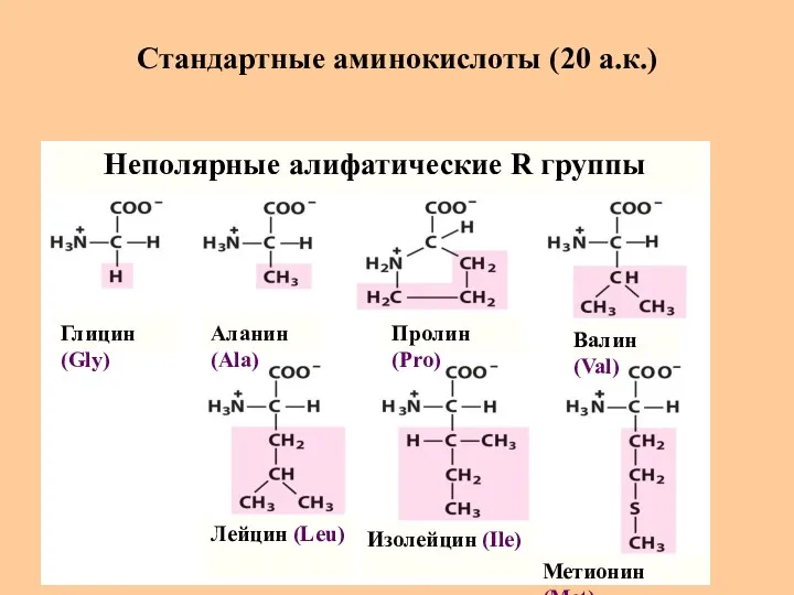 Стандартные аминокислоты (20 а.к.) Глицин (Gly) Аланин (Ala) Пролин (Pro)