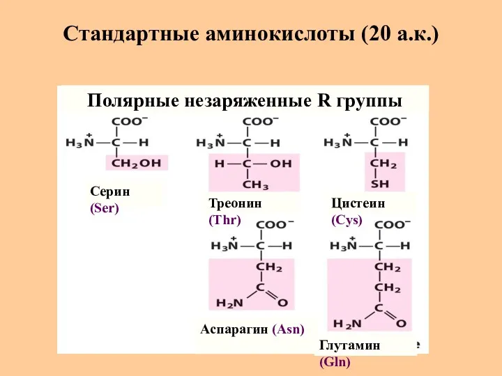 Стандартные аминокислоты (20 а.к.) Серин (Ser) Треонин (Thr) Цистеин (Cys)