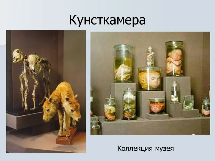 Кунсткамера Коллекция музея