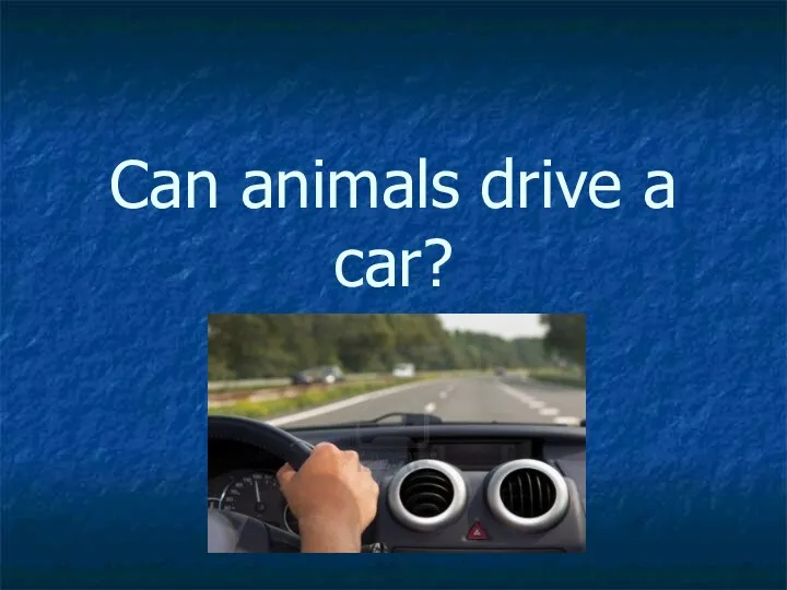 Can animals drive a car?