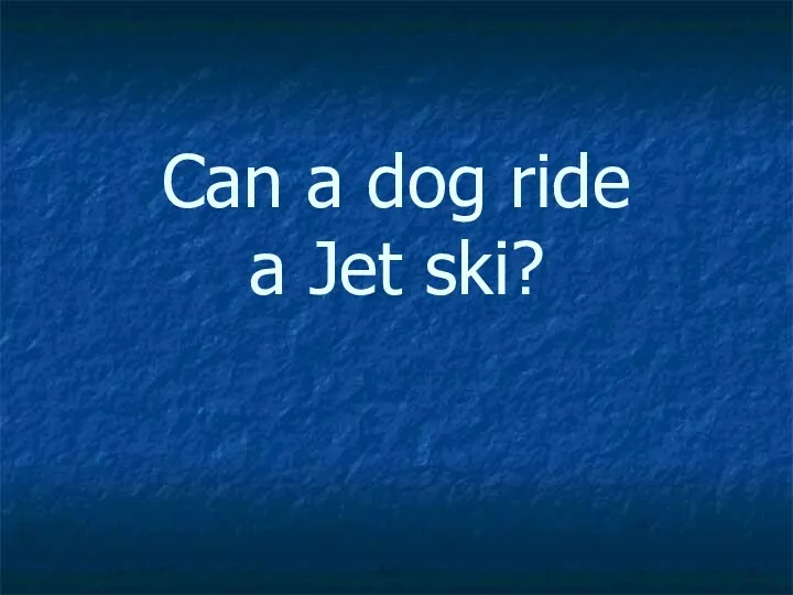 Can a dog ride a Jet ski?