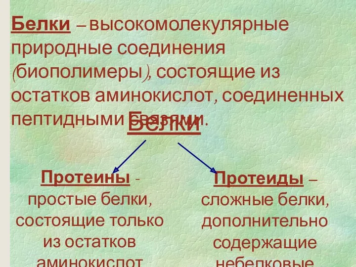 Белки – высокомолекулярные природные соединения (биополимеры), состоящие из остатков аминокислот,